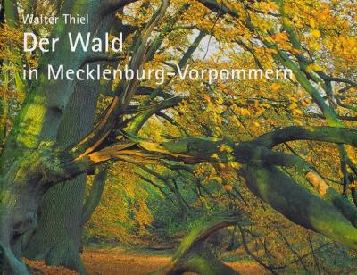 Der Wald in Mecklenburg-Vorpommern 