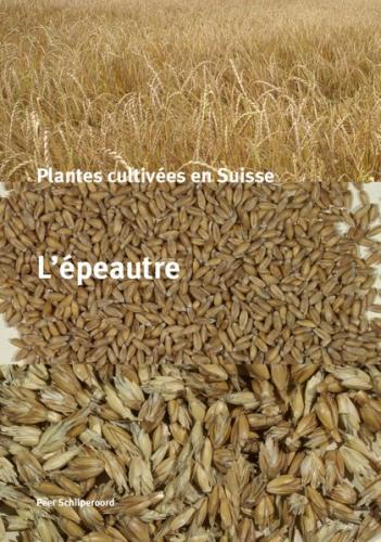 Plantes cultivées en Suisse - L'épeautre 
